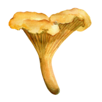 cogumelo chanterelle laranja brilhante, cogumelo comestível, ilustração em aquarela png