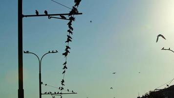 Pigeons on the Pole and Electric Wire