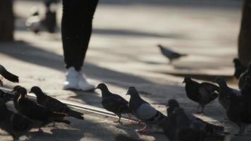 animal pássaro pombos no chão na vida da cidade video