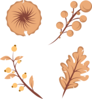 set of dried plant leaves and flower element illustration png