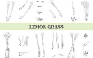 Line Lemon Grass isolated Illustration Hand Drawn vector