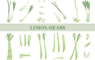 Lemon Grass isolated Illustration Hand Drawn vector