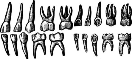 veinte dientes temporales, ilustración vintage. vector