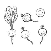 Set of radish outline. Hand drawn vector illustration. Farm market product, isolated vegetable.