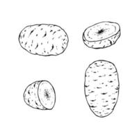 Set of potato outline. Hand drawn vector illustration. Farm market product, isolated vegetable.