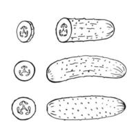 conjunto de contorno de pepino. ilustración vectorial dibujada a mano. producto del mercado agrícola, vegetal aislado. vector