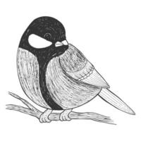 Hand drawn bird titmouse. Vector illustration. Monochrome, black and white graphic, ink. Isolated on white.