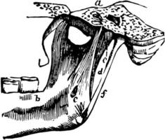 articulación mandibular temporo, ilustración vintage. vector