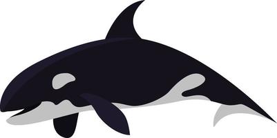 Killer whale, illustration, vector on white background