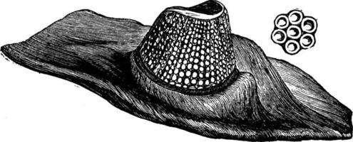 trilobites, ilustración vintage. vector