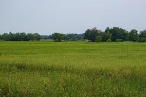 rice field and sky  Simple atmosphere in rural Thailand. photo