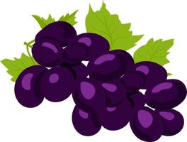 Purple grapes, illustration, vector on white background
