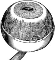 músculo ciliar del iris y coroides, ilustración vintage. vector
