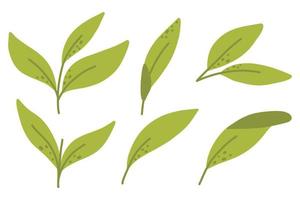 Set of green tea leaves. Vector illustration. Drawn style.