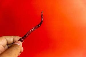 hand holding dried red chili with red background photo