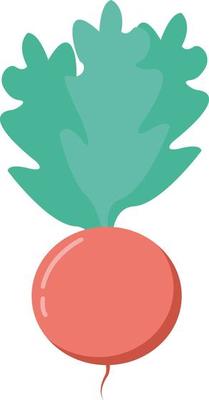 Radish, illustration, vector on white background.