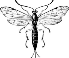 inquisición de ichneumon o pimpla, ilustración vintage. vector