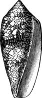 Conus Textilis vintage illustration. vector