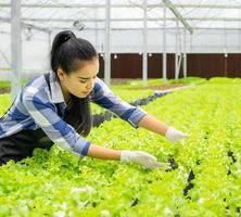 personas que cultivan vegetales en una granja de agricultura hidropónica para obtener alimentos orgánicos frescos y saludables. joven mujer asiática mujer feliz planta y cosecha lechuga verde en invernadero. Plantación de ensaladas con control de agua. foto