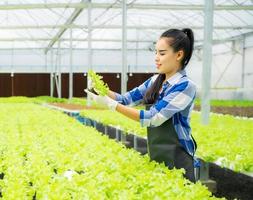 personas que cultivan vegetales en una granja de agricultura hidropónica para obtener alimentos orgánicos frescos y saludables. joven mujer asiática mujer feliz planta y cosecha lechuga verde en invernadero. Plantación de ensaladas con control de agua. foto