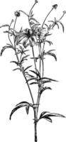 Grey-Headed Coneflower vintage illustration. vector