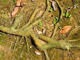 Unique looking tree roots photo