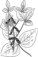 ilustración vintage de soja. vector