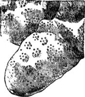 millepora nodosa, ilustración antigua. vector