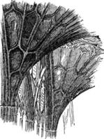 Fan-Tracery Of Cloisters Of Gloucester Cathedral, vintage illustration.