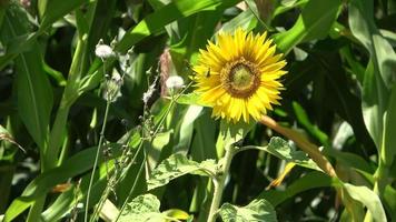 Beautiful sunflower with a bee on it moving slowly in the wind in front of a crop field. video