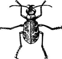 escarabajo tigre o cicindela hudsoni, ilustración vintage vector