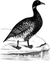 Black Brant, vintage illustration. vector