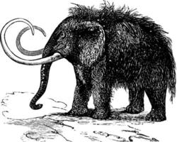 Mammoth, vintage illustration vector