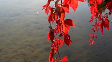 red leaves over lake water, autumn color video