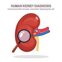 Kidney with magnifying glass. Diagnosis, exam of internal organ. Renal diseases vector