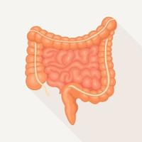 Intestines, guts isolated on white background. Digestive tract. Colon, bowel vector