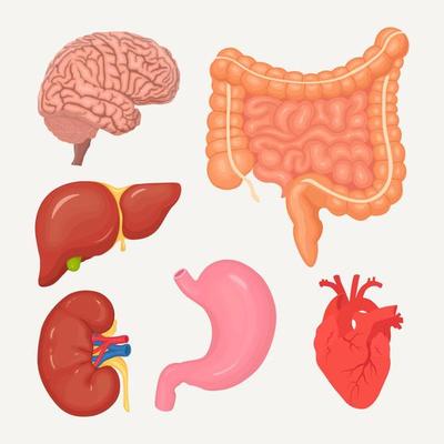 Set of intestines, guts, stomach, liver, brain, heart, kidneys. Human organs