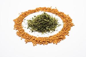 Kasuri Methi or Kasoori Methi or dried fenugreek leaves also known as Trigonella Foenum Graecum photo