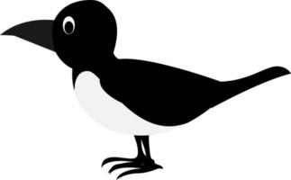 Magpie, illustration, vector on white background.