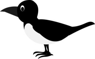 Magpie, illustration, vector on white background.