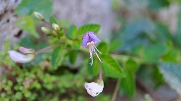 cleome rutidosperma gesäumte spinnenblume, lila cleome, lila maman, maman lanang mit natürlichem hintergrund, makroaufnahme morgens im garten video