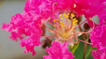 pétalas e estames de flores de crepe de murta rosa crepe, muito bonitos para fundo e papel de parede video