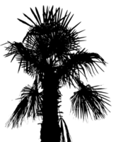 Palme-Silhouette transparentes Png