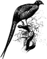 Common Pheasant, vintage illustration. vector