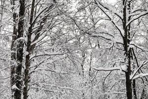 snow-covered intertwined twigs in winter forest photo
