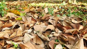 autunno scena, asciutto Marrone le foglie su il terra video