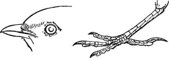 alondra o calandrella brachydactyla, ilustración vintage. vector