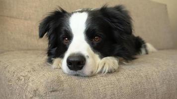 Funny portrait of puppy dog border collie lying on couch indoor. Cute pet dog resting on sofa at home. Pet animal life concept video