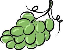 Green grapes, illustration, vector on white background.