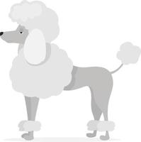 White poodle, illustration, vector on white background